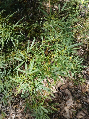 Image of Acacia pentadenia by (c) naturewatchwidow, some rights reserved (CC BY)