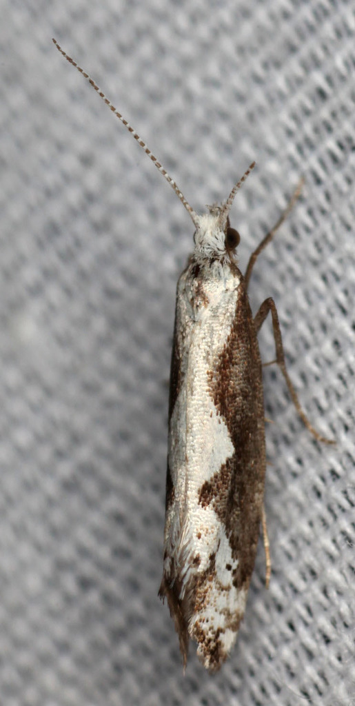 Plutella albidorsella