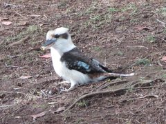 Dacelo novaeguineae novaeguineae