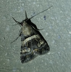 Panula inconstans
