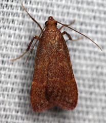 Arta epicoenalis