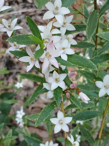 Image of Crowea angustifolia by (c) Leon Perrie, some rights reserved (CC BY)
