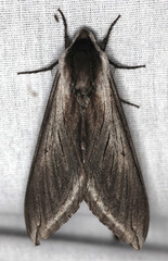 Sphinx perelegans