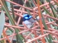 Malurus cyaneus cyanochlamys