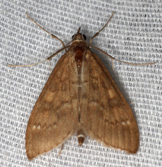 Mecyna submedialis