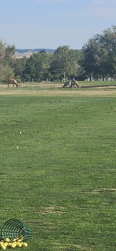 iNaturalist observation 2024-09-15