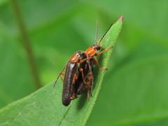 Cantharis flavilabris