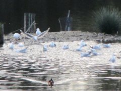 Chroicocephalus novaehollandiae novaehollandiae