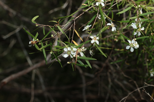 Leptospermum neglectum, 2024-09-15