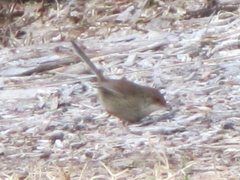 Malurus cyaneus cyanochlamys