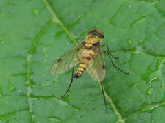 Chrysopilus splendidus