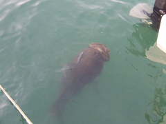Epinephelus lanceolatus