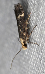 Aroga paraplutella