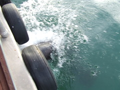 Epinephelus lanceolatus