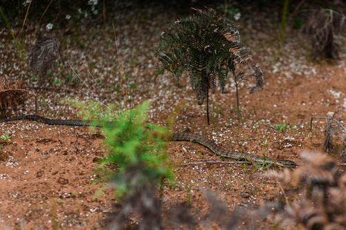 Tiger Snake sighting