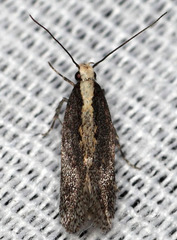 Aroga paraplutella