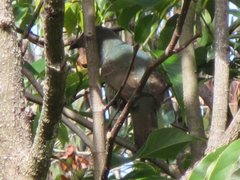 Ptilonorhynchus violaceus violaceus