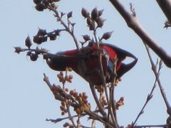Platycercus elegans elegans