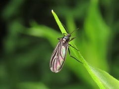 Sciara hemerobioides