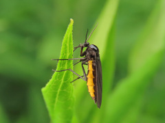 Sciara hemerobioides