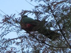 Alisterus scapularis scapularis