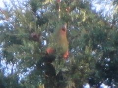 Alisterus scapularis scapularis