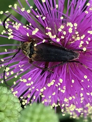 Typocerus acuticauda