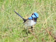 Malurus cyaneus cyanochlamys