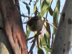 Acanthiza lineata lineata