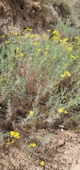 Senecio flaccidus douglasii