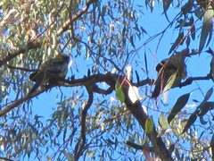 Platycercus elegans flaveolus