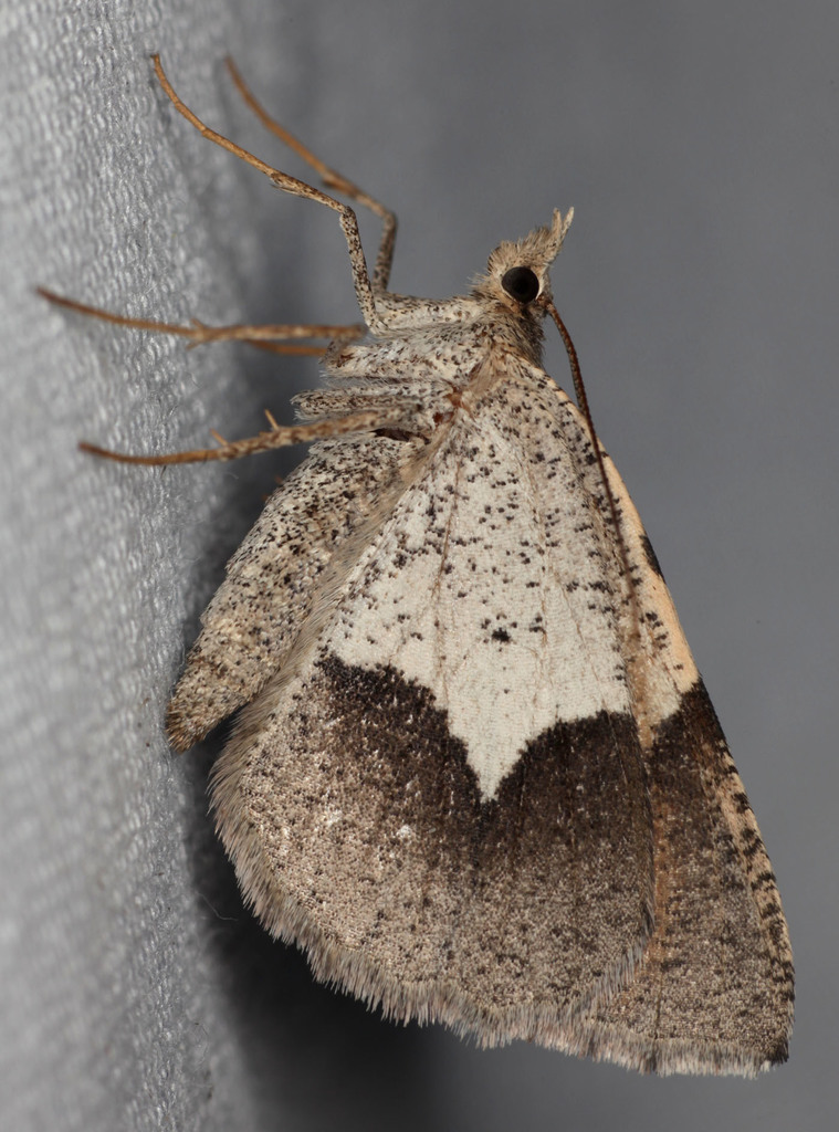 Sericosema simularia