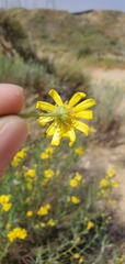 Senecio flaccidus douglasii
