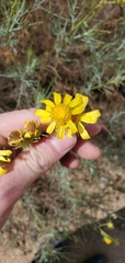 Senecio flaccidus douglasii