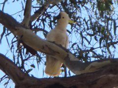 Cacatua galerita galerita