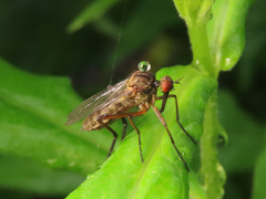 Empis livida