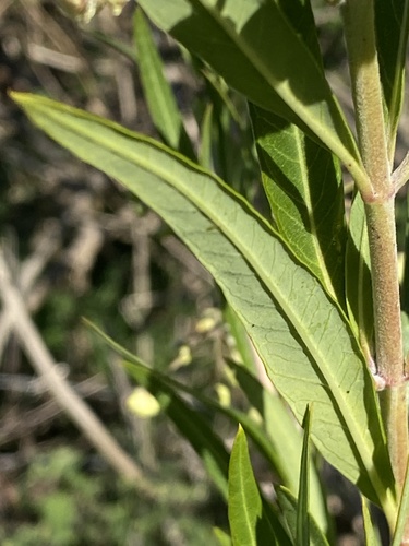 Narrow-leaf Cotton Bush