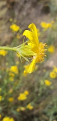 Senecio flaccidus douglasii