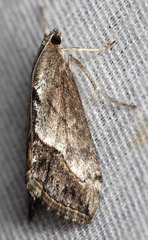 Evergestis funalis