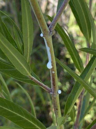 Narrow-leaf Cotton Bush