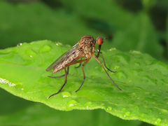 Empis livida