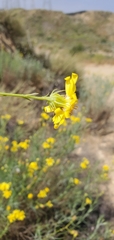 Senecio flaccidus douglasii