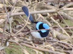 Malurus cyaneus cyanochlamys