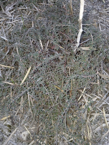 Image of Leucopogon hirsutus by (c) naturewatchwidow, some rights reserved (CC BY)