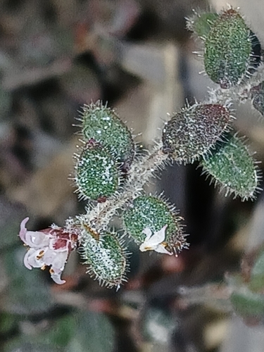 Hairy beard-heath (Leucopogon hirsutus)