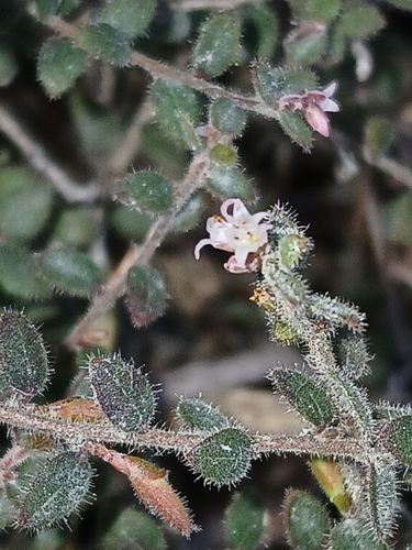 Image of Leucopogon hirsutus by (c) naturewatchwidow, some rights reserved (CC BY)