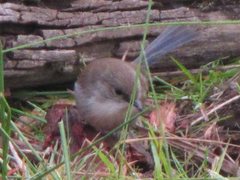 Malurus cyaneus cyanochlamys