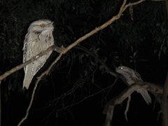 Podargus strigoides strigoides