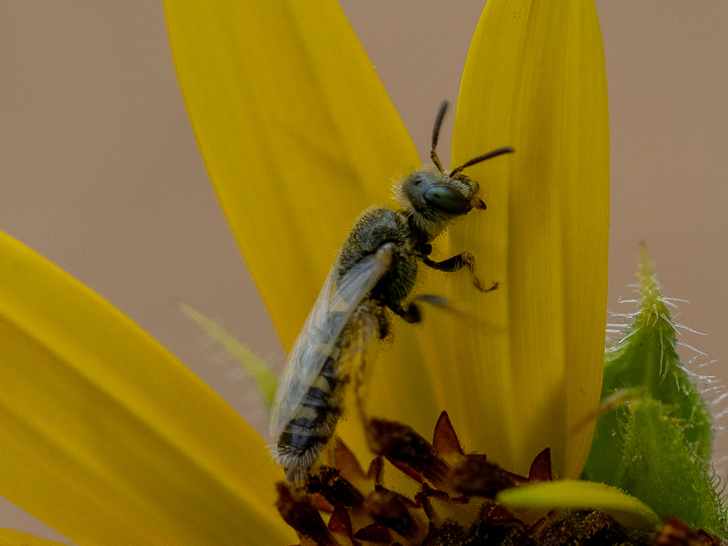 Perdita lingualis