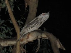 Podargus strigoides strigoides